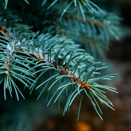 Jólatré "Mon beau sapin"