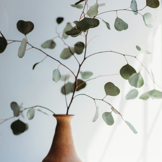Tröllatré “Eucalyptus”