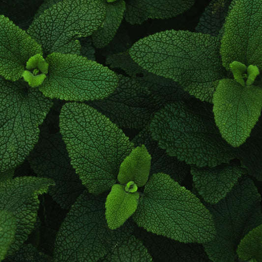 Piparmynta “Menthe Poivrée”